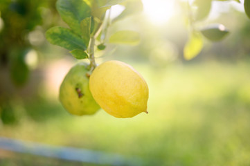 Ripe Lemons or Growing Lemon, Bunch of fresh lemon on a lemon tree branch in sunny garden.