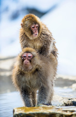 Mating Japanese macaques. Natural hot springs in Winter season.  The Japanese macaque ( Scientific name: Macaca fuscata), also known as the snow monkey.