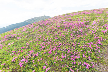 Summer in the mountains, flowering of the Carpathian flowers on the ridges.
