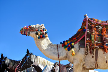 A big camel in a colored outfit and a horse walk along the sand against the blue sky