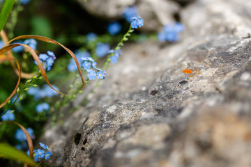 Tiny blue flowers growing in the rock. Warm and cool summertime in the mountains