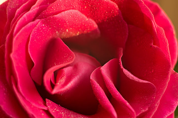 Naklejka premium red pink rose red macro in drops of dew