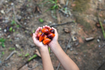 Hand holding a group of fresh and ripe oil palm seeds