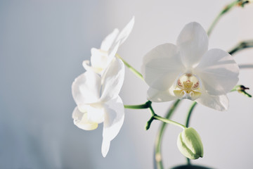 Naklejka na ściany i meble Orchids No. 2
