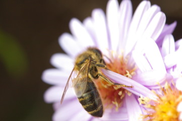 Purple flowers of Italian Asters, Michaelmas Daisy (Aster Amellus), known as Italian Starwort, Fall Aster, violet blossom growing in garden, Italy. Soft focus
