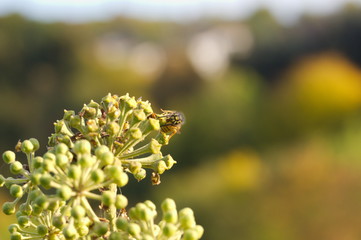 Close up wasp on ivy blossom