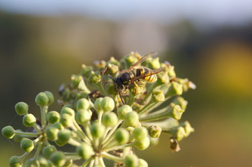 Close up wasp on ivy blossom