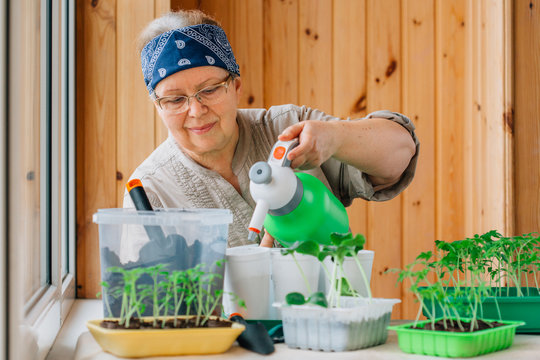 Senior female gardener watering sprouts with spray bottle. Mature woman in glasses caring for seedlings