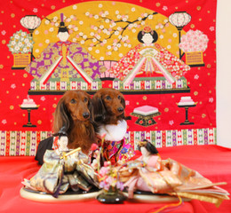 ひなまつりを楽しむダックスフンド