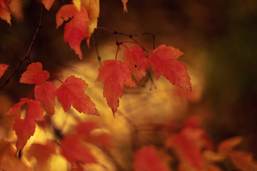 red autumn leaves