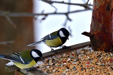 Bird tomtit feeding sunflower on the ground snow in winter Close up fodder rack with sunflowers millet  © Pavol Klimek