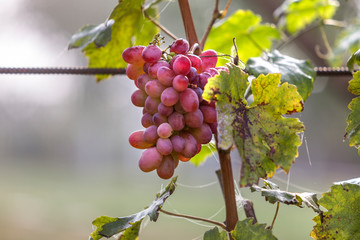 Close-up of young vine plant with green leaves and bright pink ripe grape cluster lit by sun on...