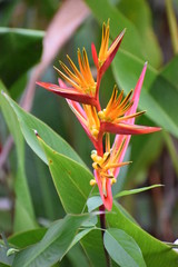 Exotic red orange flower in a palm tree in Thailand, Asia