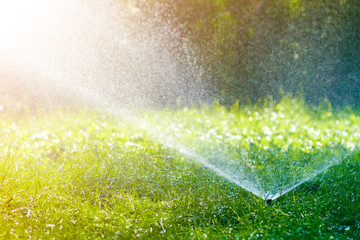 Lawn water sprinkler spraying water over lawn green fresh grass in garden or backyard on hot summer day. Automatic watering equipment, lawn maintenance, gardening and tools concept. - obrazy, fototapety, plakaty