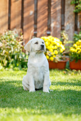 Labrador puppies of black and white in the summer are played on the lawn