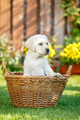Labrador puppies of black and white in the summer are played on the lawn