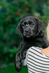 Labrador puppies of black and white in the summer are played on the lawn