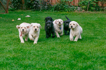 Obraz na płótnie Canvas Labrador puppies of black and white in the summer are played on the lawn