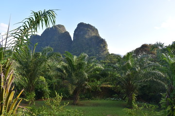 Fototapeta na wymiar Mountains and palm trees in a garden in Khao Sok National Park in Thailand, Asia