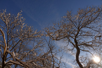 Fototapeta na wymiar Sunny winter landscape, blue sky and branches with snow