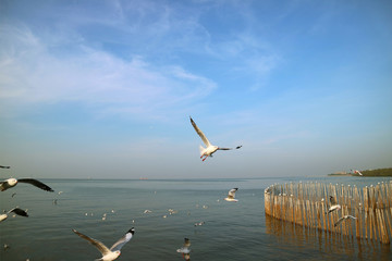 Many of Seagulls Flying over the Sea to Seek for Food, Bang Pu Beach, Samutprakarn, Thailand