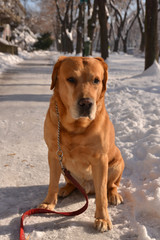 Happy labrador dog enjoying at sunny winter day at city park