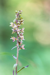 Violet helleborine photographed in deep shade.