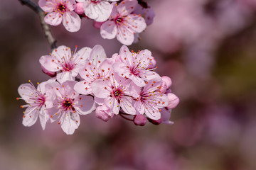 Cherry blossoms in close-up.