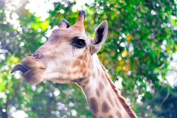 Obraz premium Giraffe eat leaves.