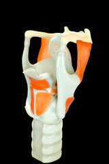 Human larynx model or voive box with vocal cords
