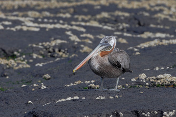 Brown pelican (Pelecanus occidentalis), Puerto Egas, Santiago, Galapagos islands, Ecuador 