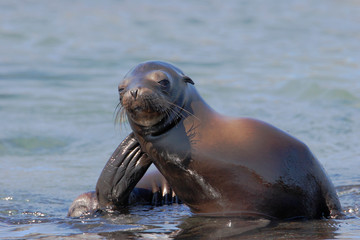 Fototapeta premium Galapagos Sea Lion, Fernandina, Galapagos Islands, Ecuador