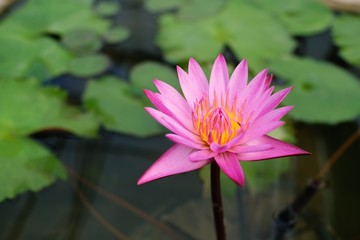 Lotus flower