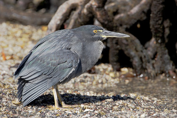 Lava Heron (Butorides sundevalli), Fernandina island, Galapagos islands, Ecuador