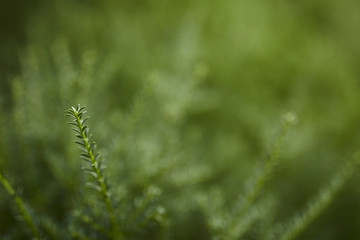 closeup green branch background