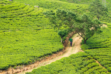 Tea picker carries bag over tea plantation, Ceylon, Sri Lanka