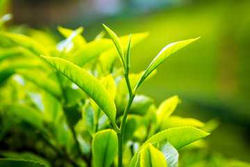 Leaf of tea on a tea plantation, Ceylon