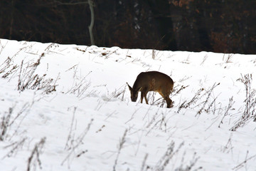 Roe runs and jumps in the meadow in winter full of snow
