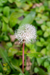 dandelion in the middle of the green	