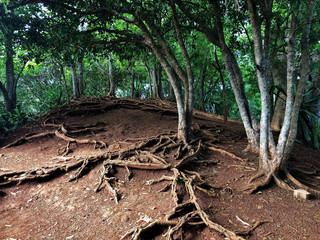 tree roots in at chamarel waterfall mauritius island