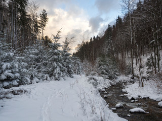snow covered forest water stream creek with trees, branches and stones, idyllic winter landscape in golden hour sun light