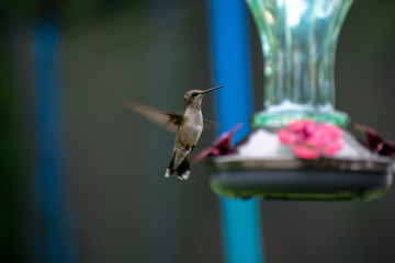 hummingbird on a feeder © Frank