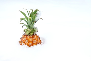 Ripe organic baby pineapple in snow. Bright sweet tropical fruit in winter outdoors.Spring coming concept. Travelling to warm countries at winter