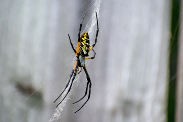 Garden spider on web