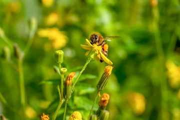 Beautiful  Bee macro in green nature - Stock Image