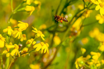 Beautiful  Bee macro in green nature - Stock Image