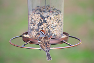 Purple finch on feeder