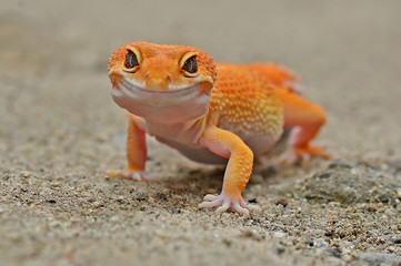 Gecko leopard