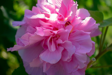 Fototapeta premium Pink Confederate Rose