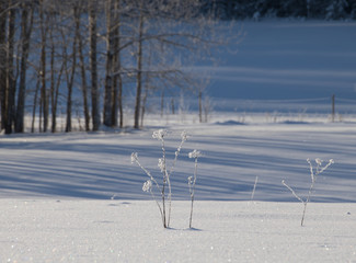 frozen meadow.